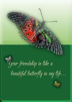 Beautiful Butterfly friendship Card Cover